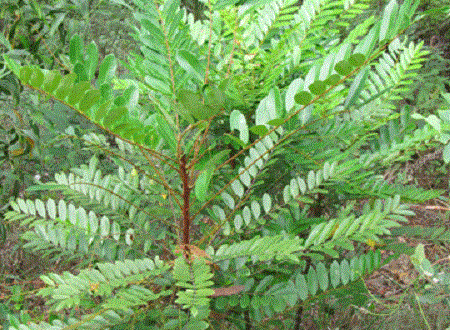 Thảo dược tăng cường sinh lý nữ là những loại nào