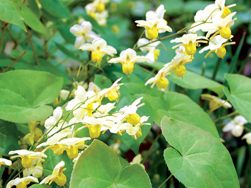 Thảo dược tăng cường sinh lý nữ là những loại nào