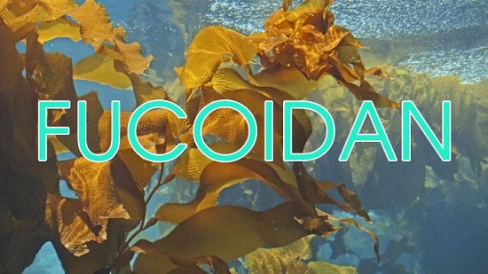 Thuốc fucoidan giá bao nhiêu