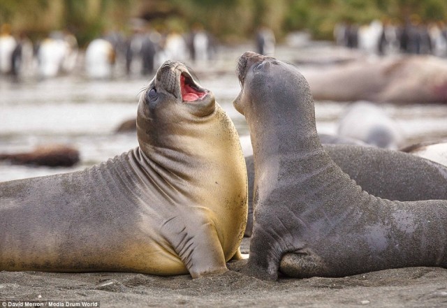 thuốc tăng cường sinh lý nam giới tốt nhất hiện nay