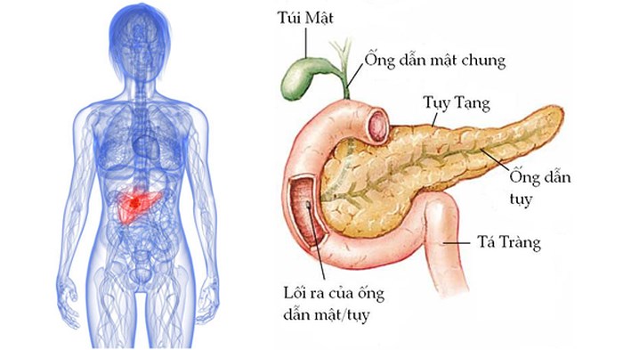 Triệu chứng của ung thư tuyến tụy như thế nào và cách phòng bệnh ra sao