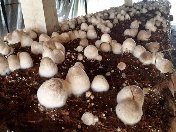 Ung thư có được ăn nấm không