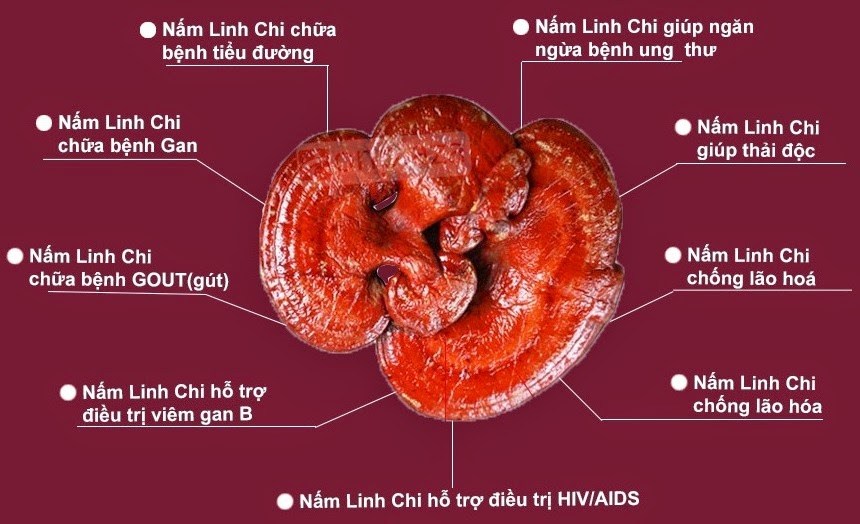 Uống nấm linh chi nhiều có tốt không và cách dùng hiệu quả