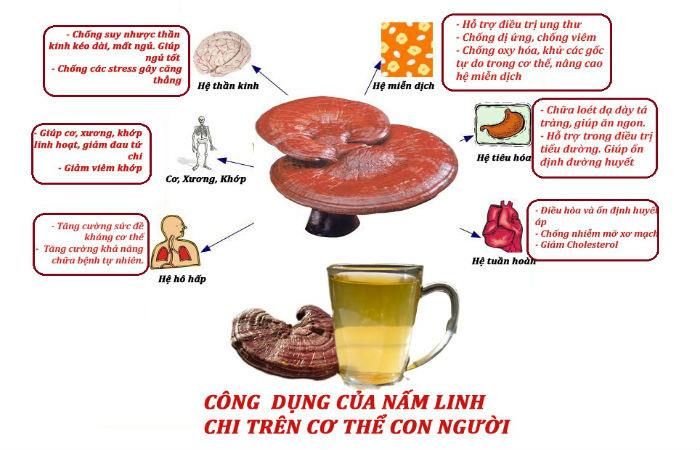 Uống nấm linh chi nhiều có tốt không và cách dùng hiệu quả