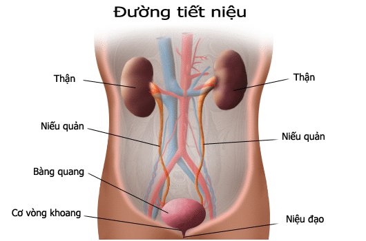 Viêm đường tiết niệu có thai được không