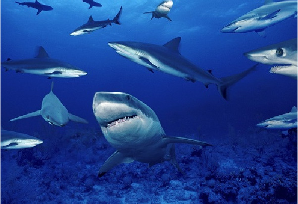 Viên uống sụn vi cá mập loại nào tốt