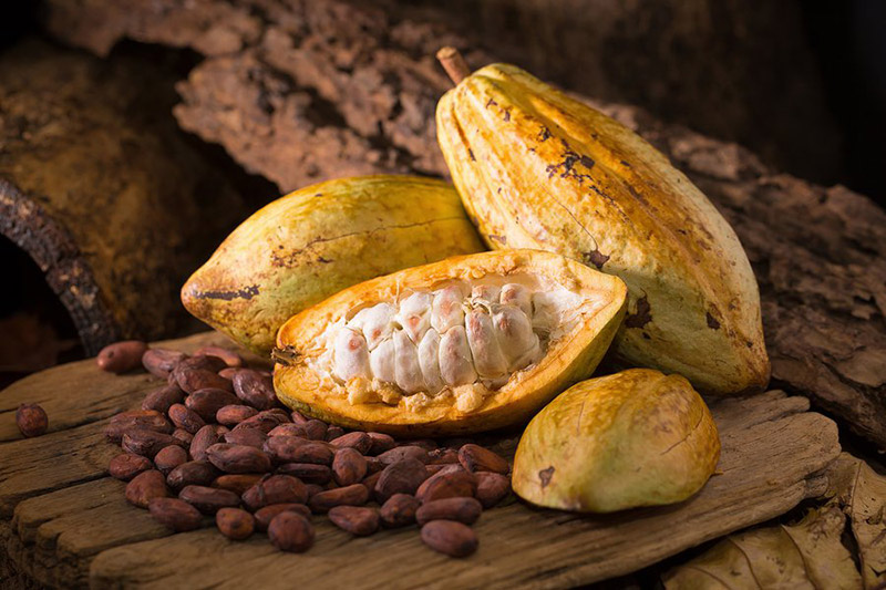 công dụng chống ung thư của cacao