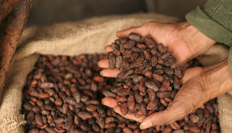 Cải thiện vóc dáng, giảm cân và vòng eo thon gọn với cacao