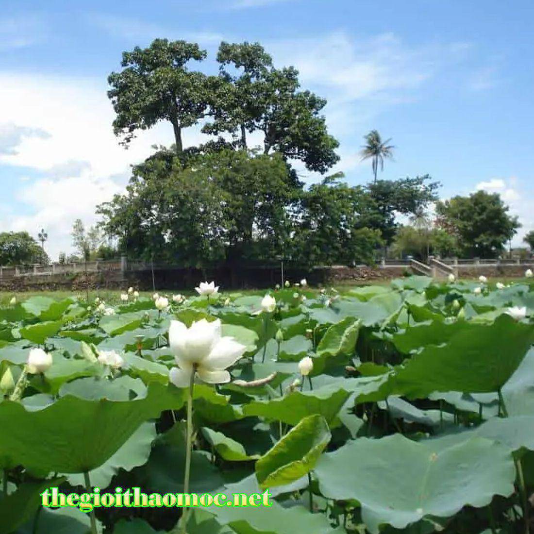 sen hồ tịnh tâm Huế