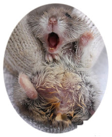 Làm gì khi Chuột Hamster bị bệnh ướt đuôi -