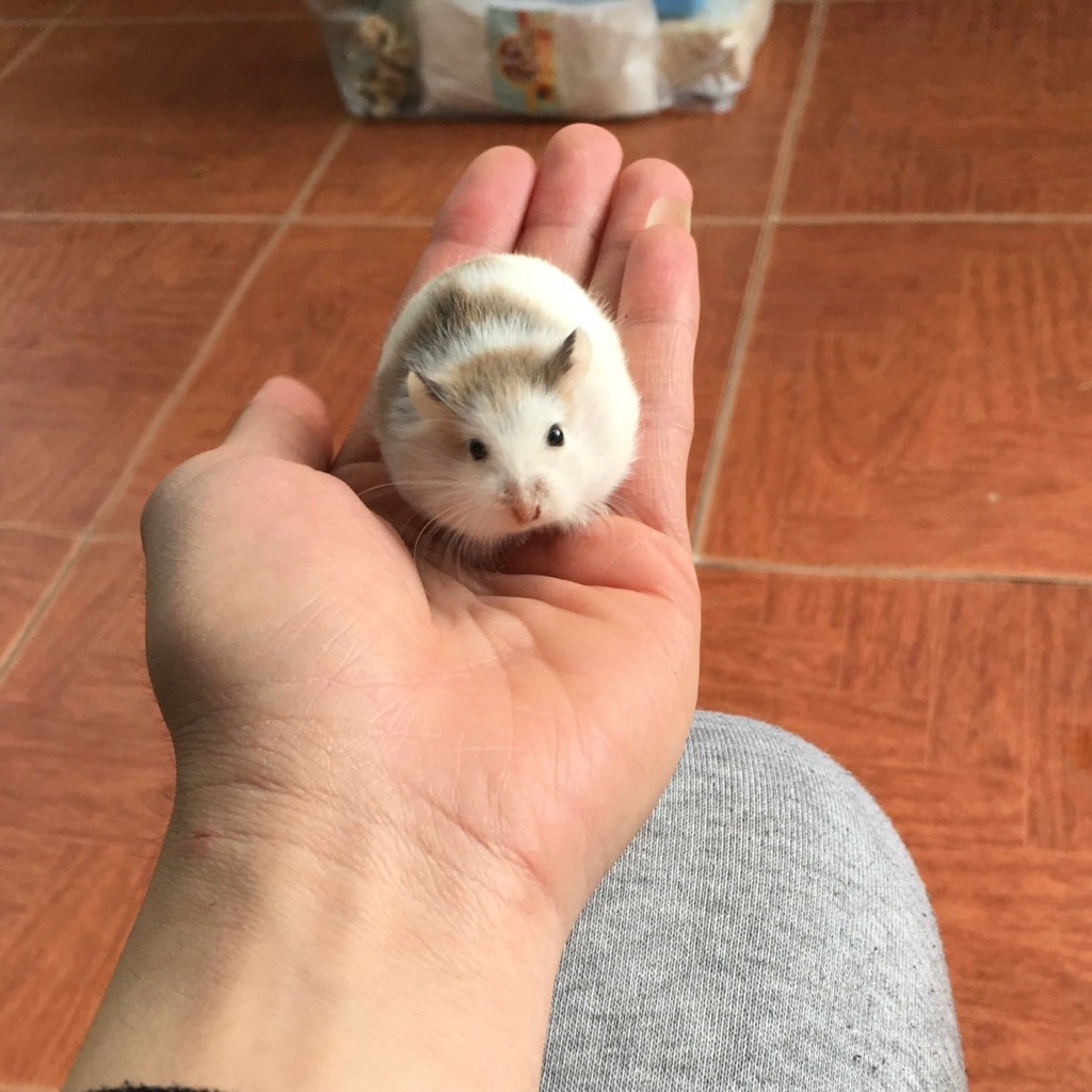 Hamster robo bò sữa ( pied)