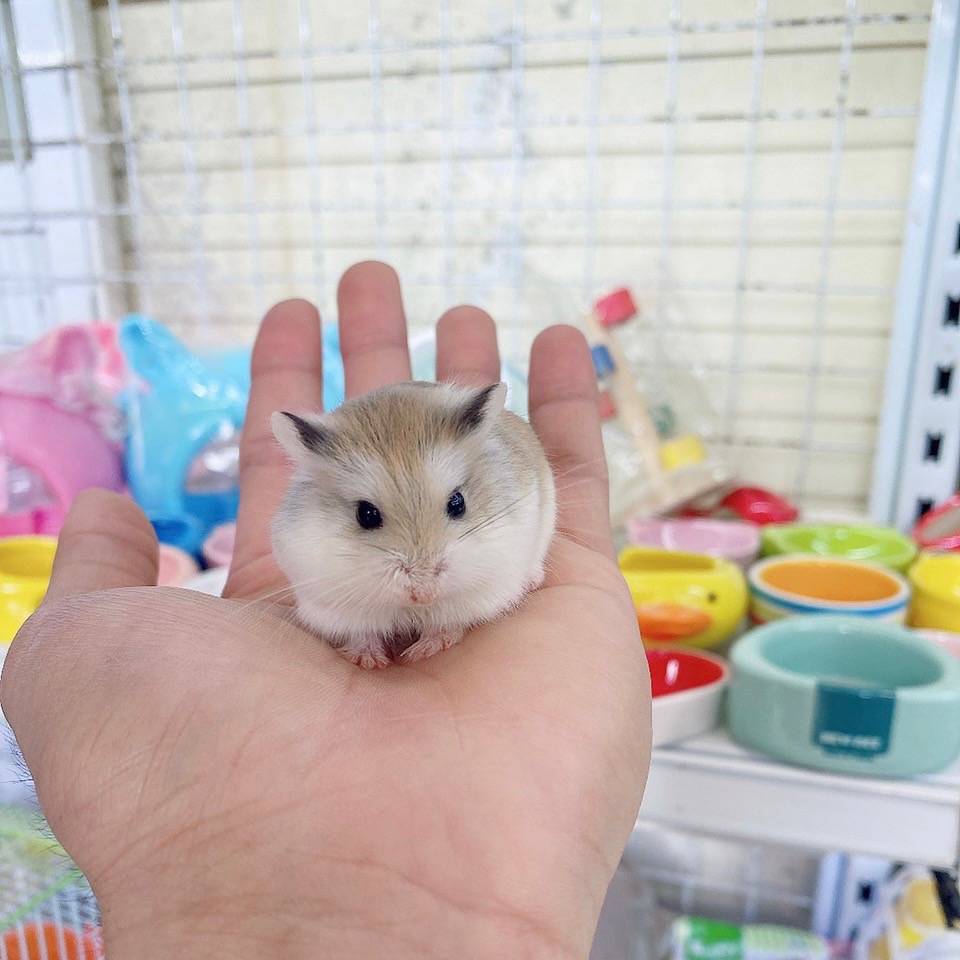 Hamster robo mặt nâu