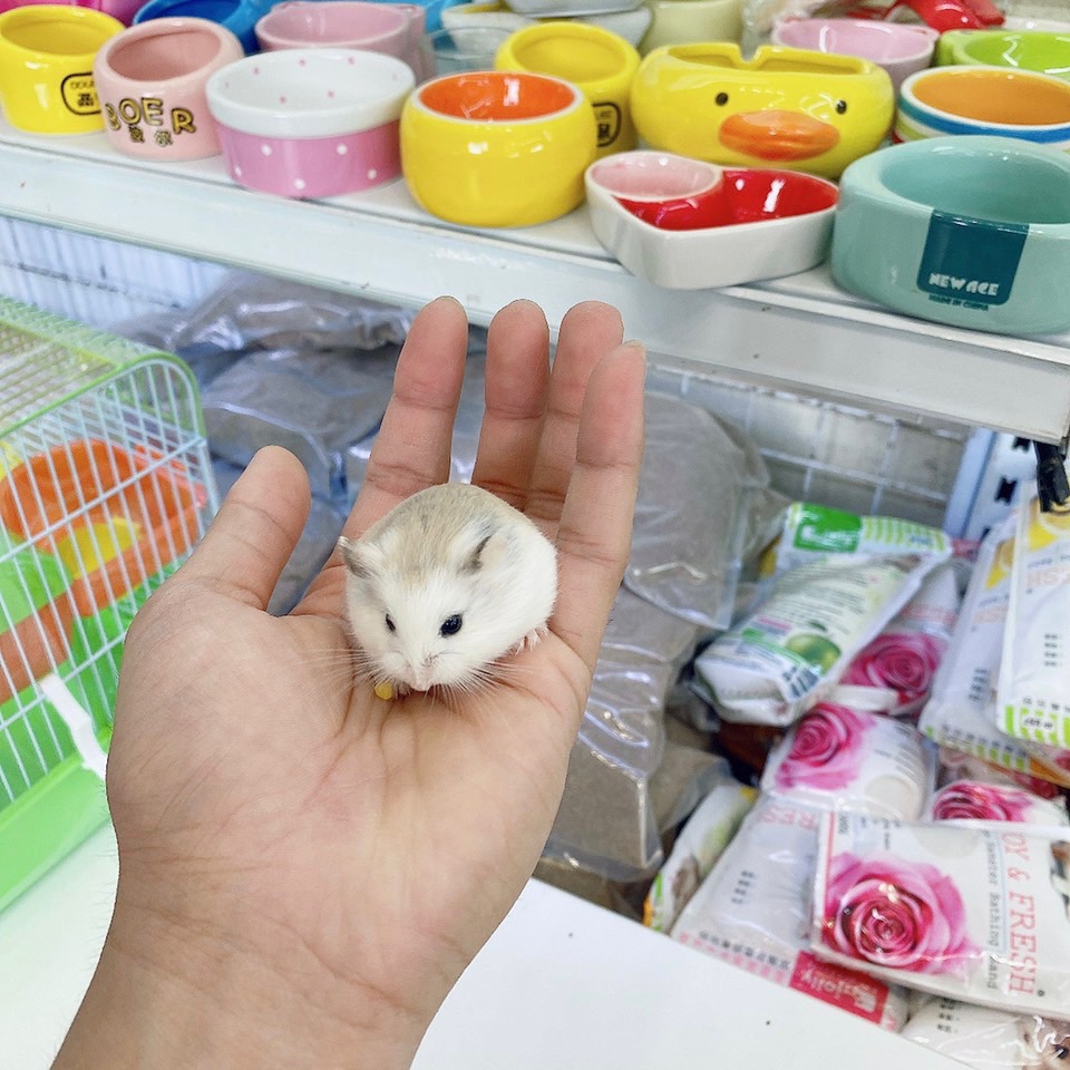 Hamster robo mặt trắng