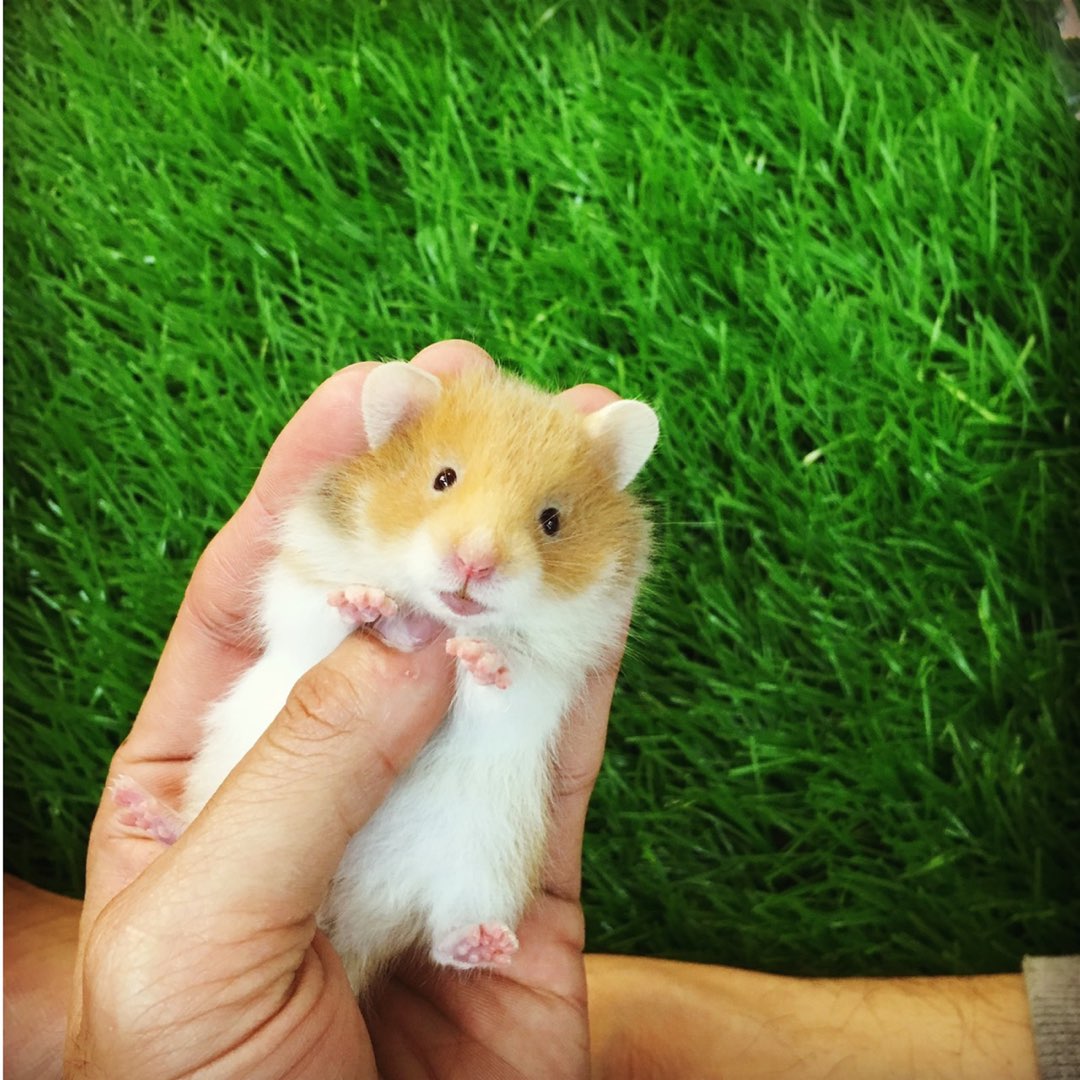Hamster bear màu vàng cam