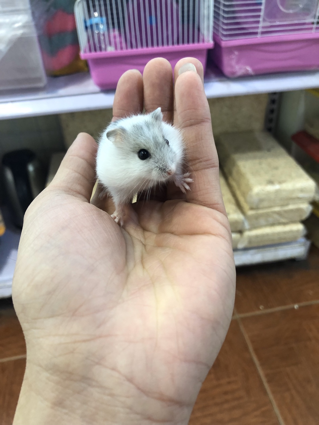 Hamster winter white trắng sọc