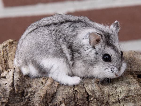 HAMSTER CAMPELL ĐỒNG MÀU