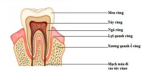 Nội nha (chữa tủy)