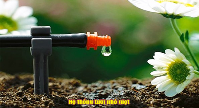Hệ thống tưới nhỏ giọt