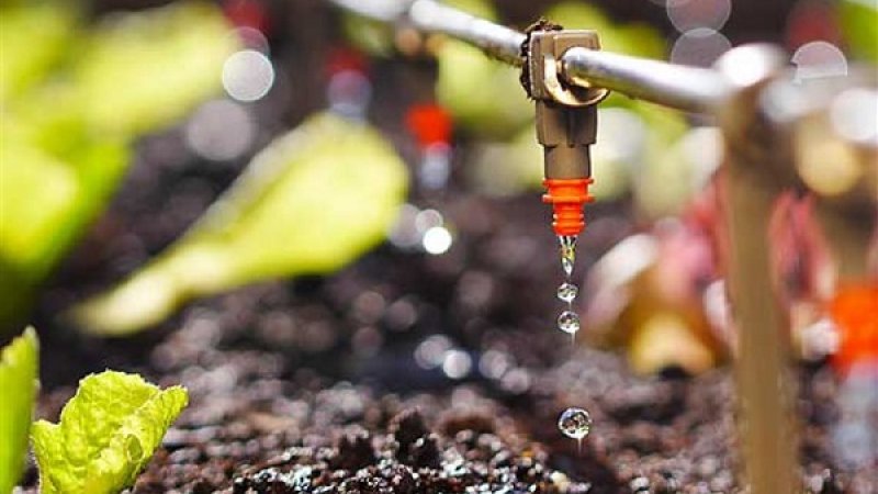 ỨNG DỤNG HỆ THỐNG TƯỚI NHỎ GIỌT