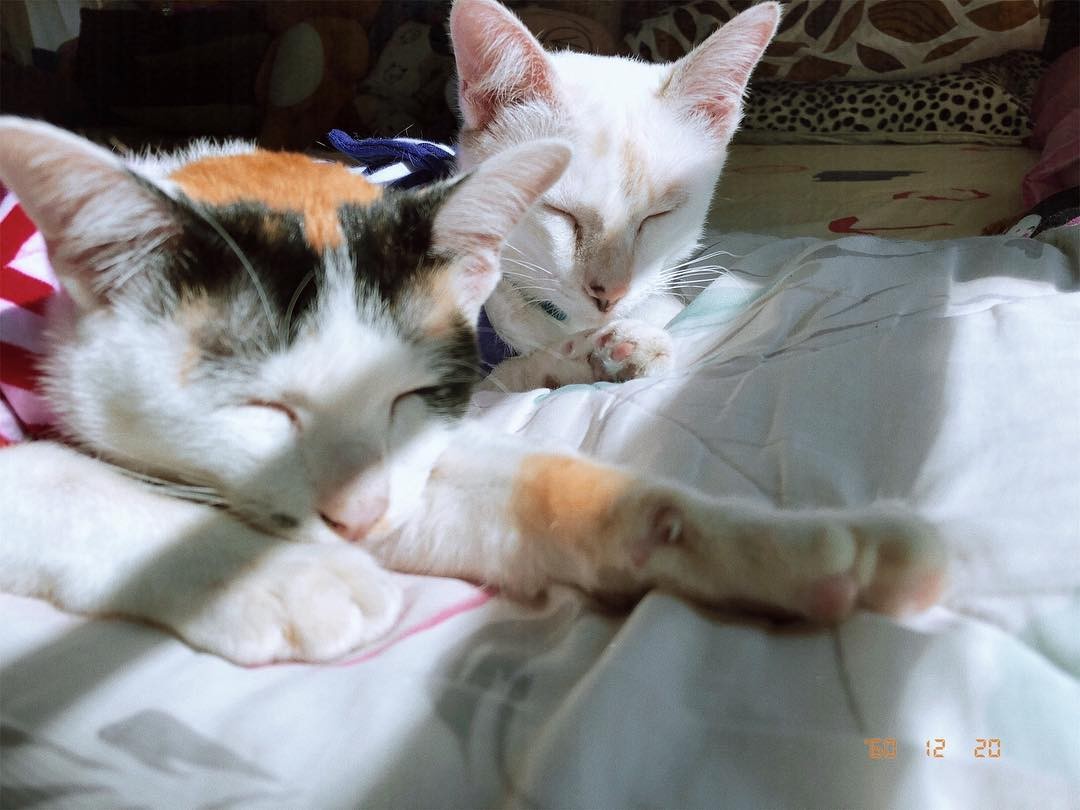 Ảnh chụp từ Calla Cam