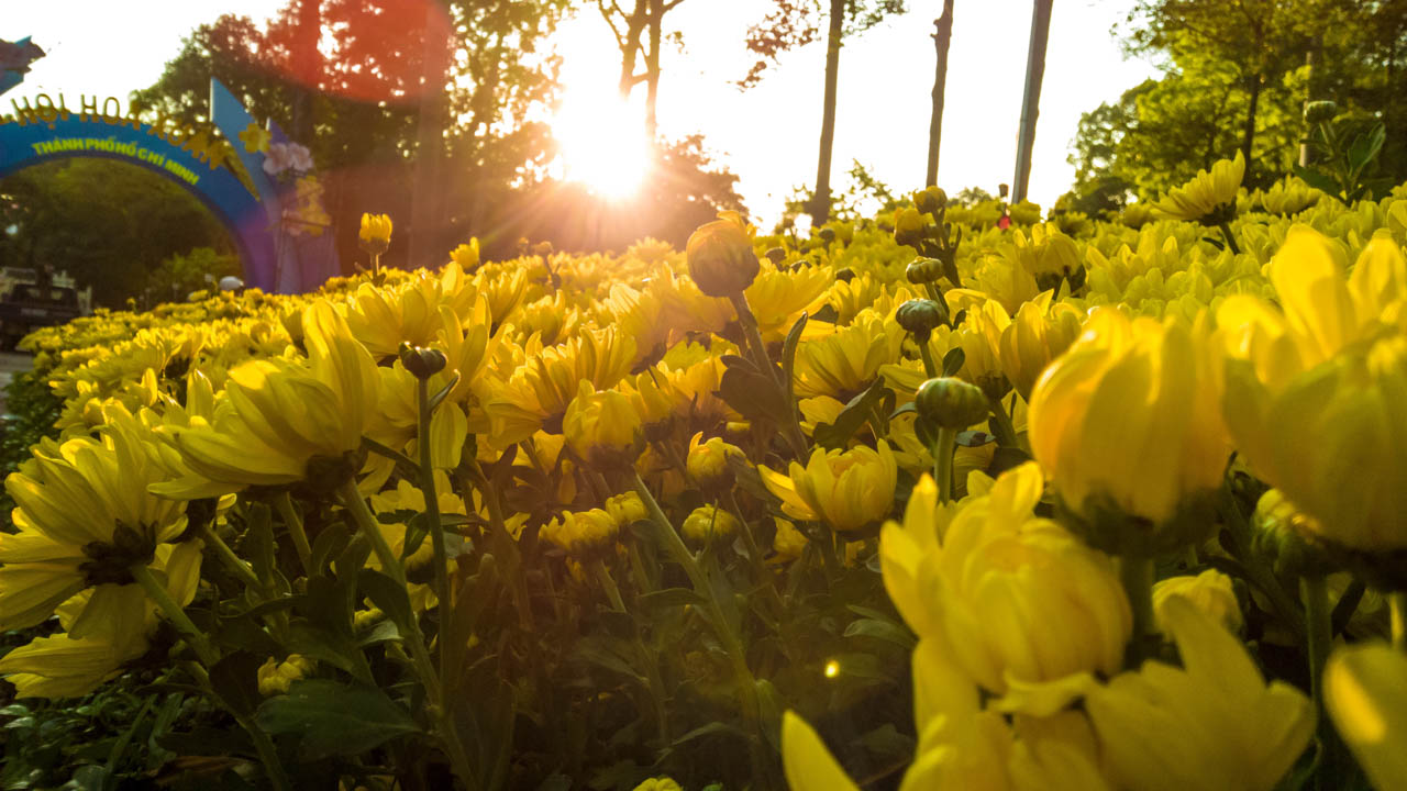 Cúc vàng khoe sắc rực rỡ dưới ống kính Lumia - ảnh sưu tầm