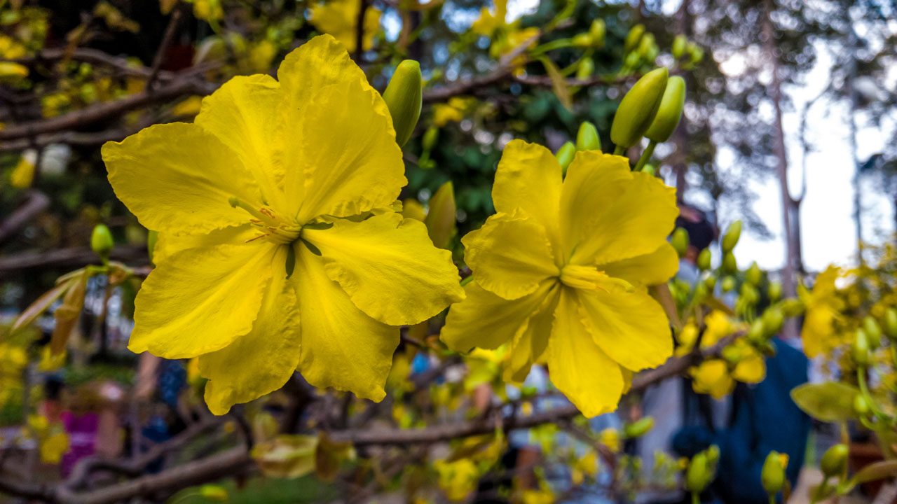 Mai vàng - Ảnh sưu tầm