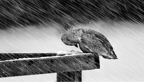 Vì sao nói: Khổ nạn trong đời chính là món quà lớn nhất ông trời ban cho ta?