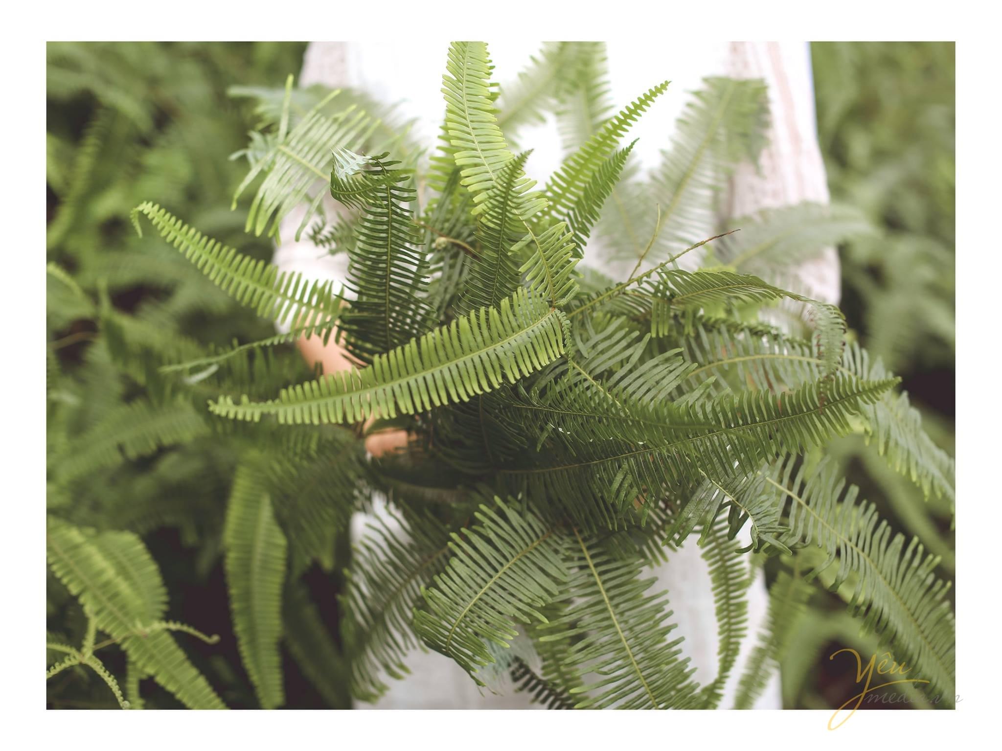 cô dâu cầu chùm lá cây