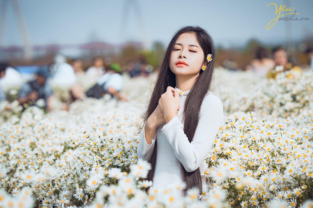 nhiếp ảnh gia chụp cúc họa mi đỉnh nhất hà nội