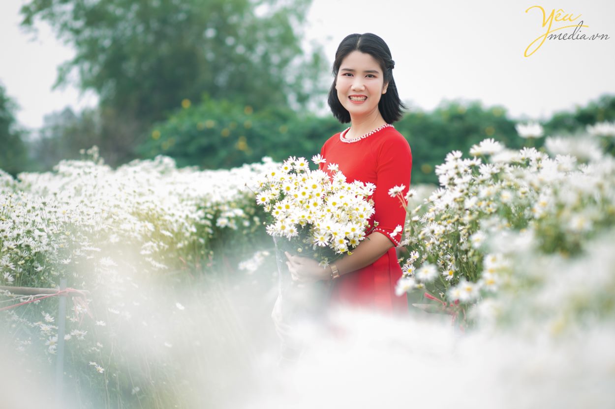 Chụp ảnh cúc họa mi tại Hà Nội đẹp nhất đầu mùa đông