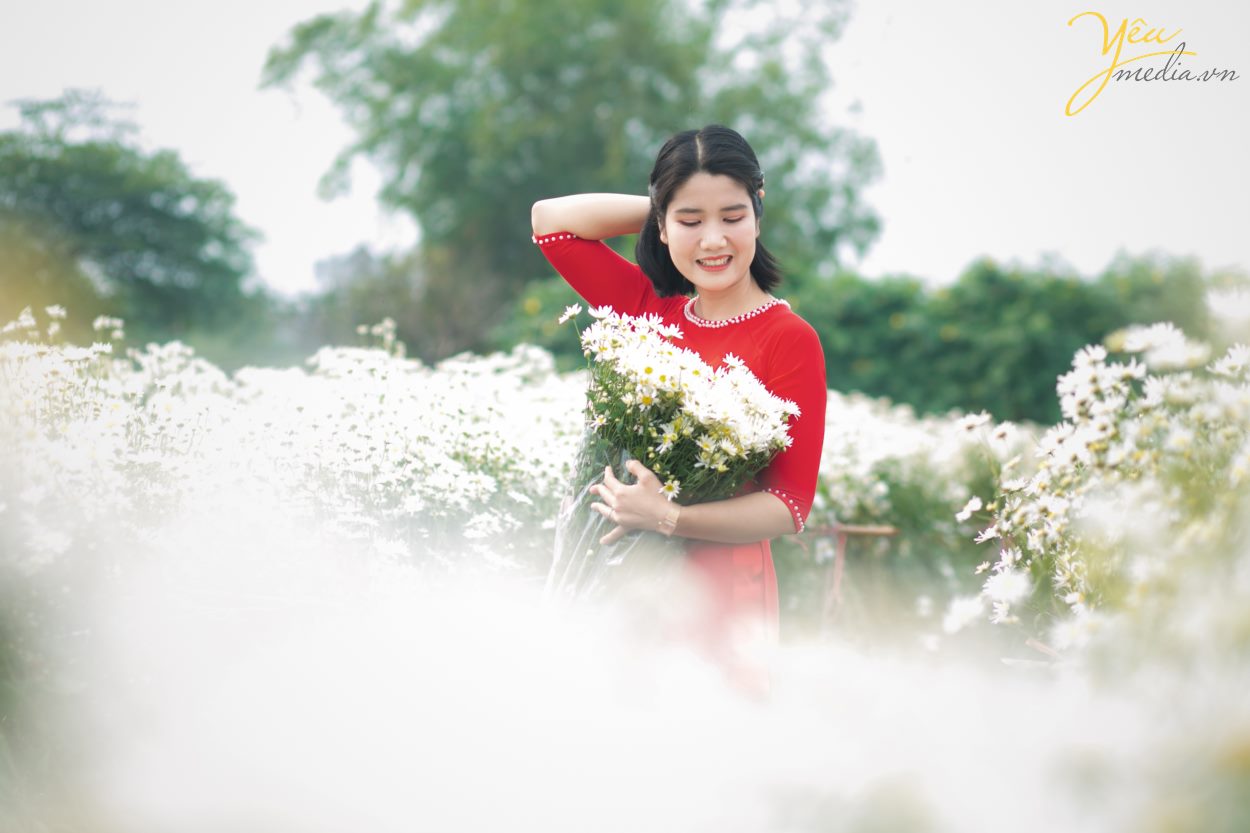 Chụp ảnh cúc họa mi tại Hà Nội đẹp nhất đầu mùa đông