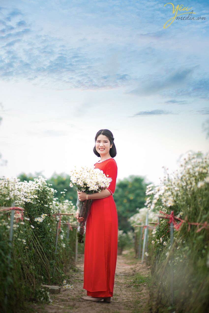 Chụp ảnh cúc họa mi tại Hà Nội đẹp nhất đầu mùa đông