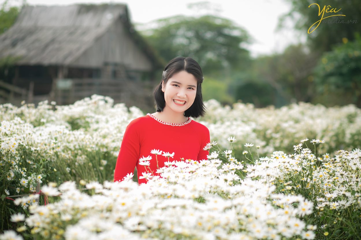 Chụp ảnh cúc họa mi tại Hà Nội đẹp nhất đầu mùa đông