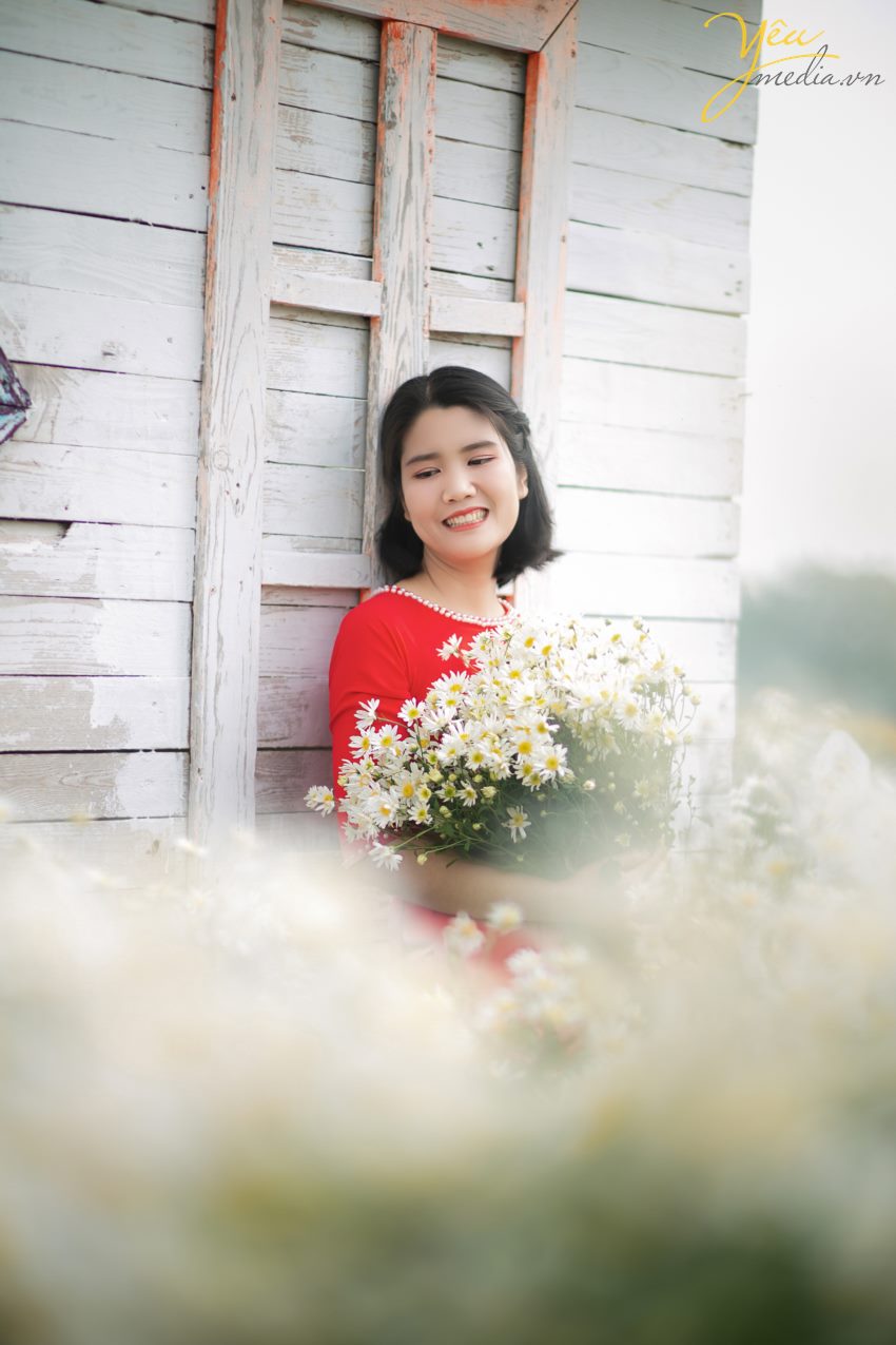 Chụp ảnh cúc họa mi tại Hà Nội đẹp nhất đầu mùa đông