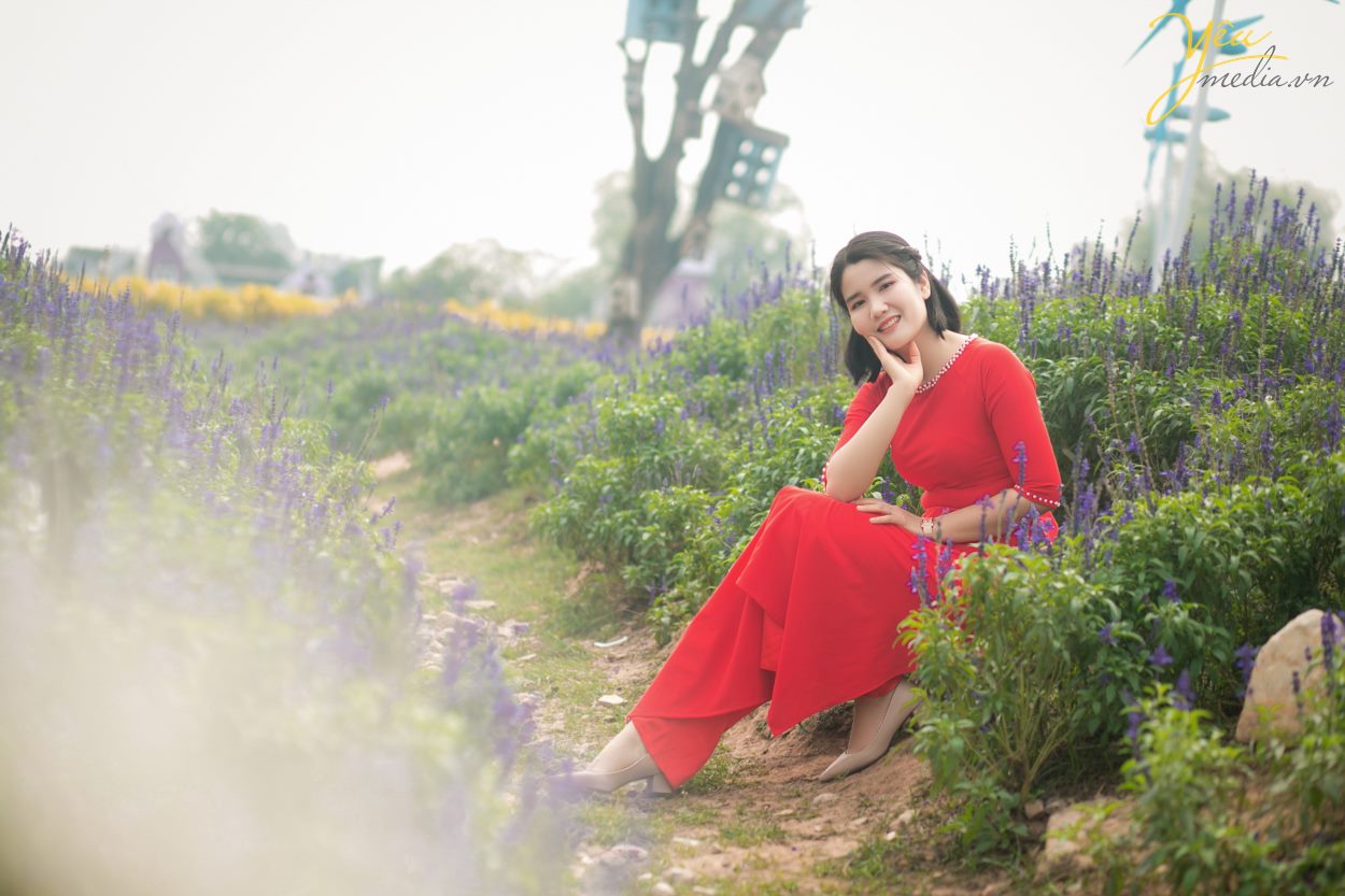 Chụp ảnh cúc họa mi tại Hà Nội đẹp nhất đầu mùa đông