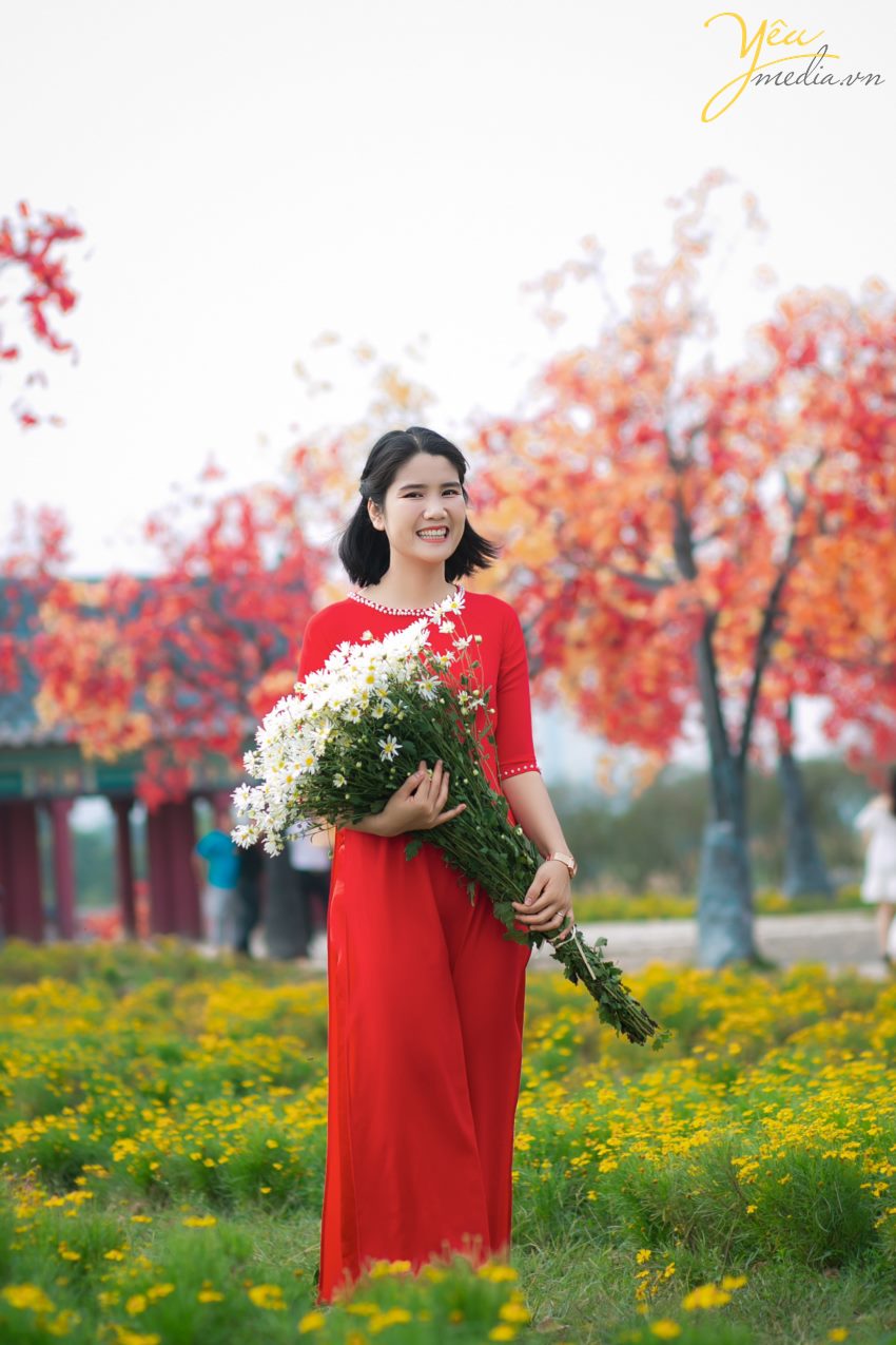 Chụp ảnh cúc họa mi tại Hà Nội đẹp nhất đầu mùa đông