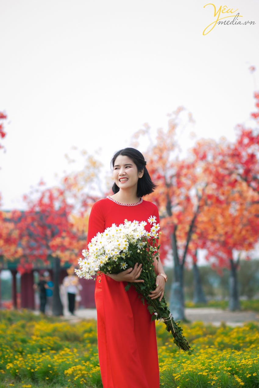 Chụp ảnh cúc họa mi tại Hà Nội đẹp nhất đầu mùa đông