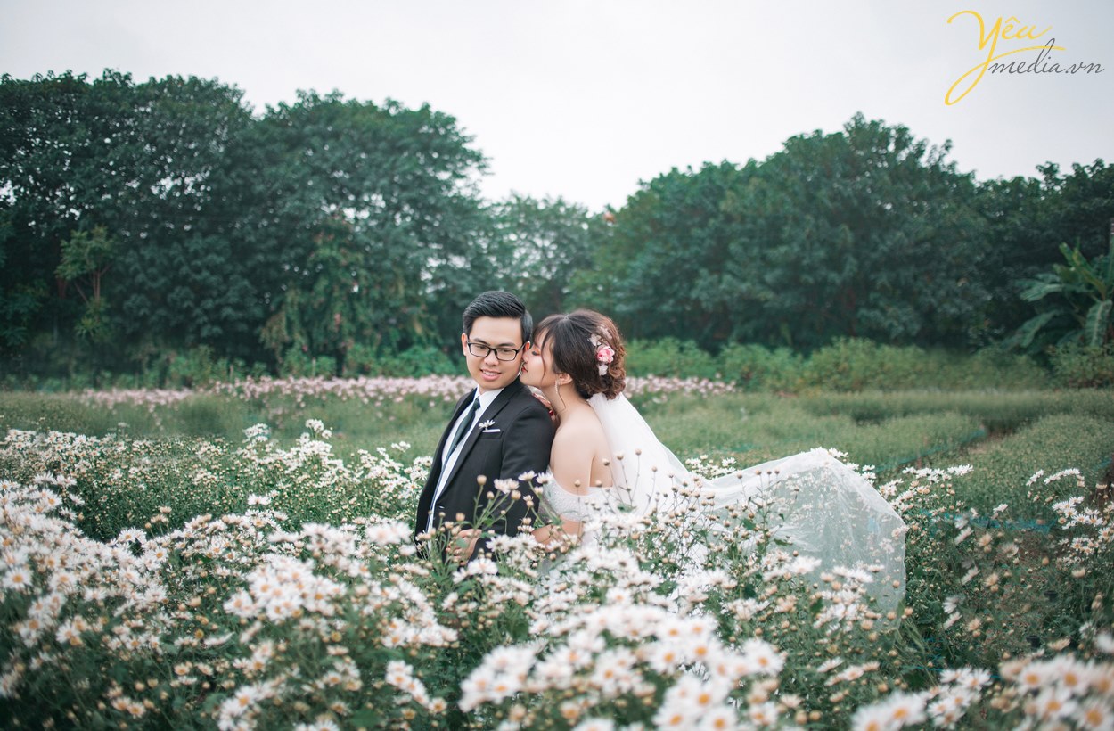 chụp ảnh cưới vườn cúc họa mi ở hà nội
