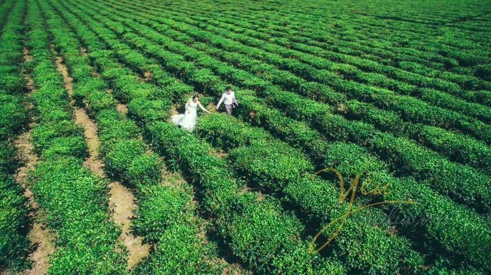 cô dâu chú rể nắm tay nhau chụp ảnh cưới tại đồi chè từ trên cao