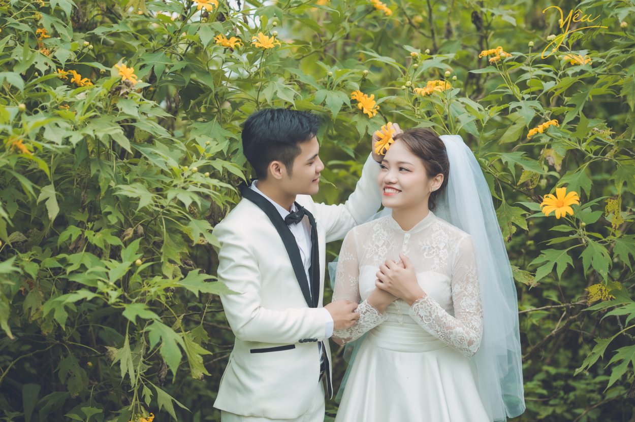 Loài hoa hoang dại nhưng quyến rủ giữa núi rừng, loài hoa mang sắc vàng của nắng, của tình yêu đôi lứa, chỉ mọc ven đường thôi nhưng cũng đủ làm say đắm những du khách dong duổi trên khung đường này. Loài hoa này thường nở vào khoảng 4 tuần cuối tháng 10 hoặc đầu tháng 12 dương lịch hàng năm vào đúng mùa cưới thì tại sao các cặp đôi lại bỏ qua địa điểm chụp ảnh thú vị này phải không?
