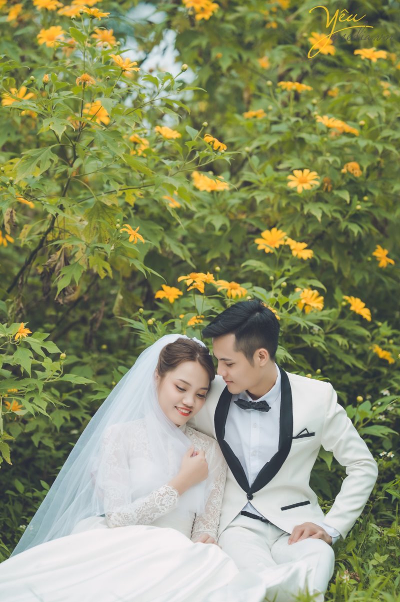 Loài hoa hoang dại nhưng quyến rủ giữa núi rừng, loài hoa mang sắc vàng của nắng, của tình yêu đôi lứa, chỉ mọc ven đường thôi nhưng cũng đủ làm say đắm những du khách dong duổi trên khung đường này. Loài hoa này thường nở vào khoảng 4 tuần cuối tháng 10 hoặc đầu tháng 12 dương lịch hàng năm vào đúng mùa cưới thì tại sao các cặp đôi lại bỏ qua địa điểm chụp ảnh thú vị này phải không?