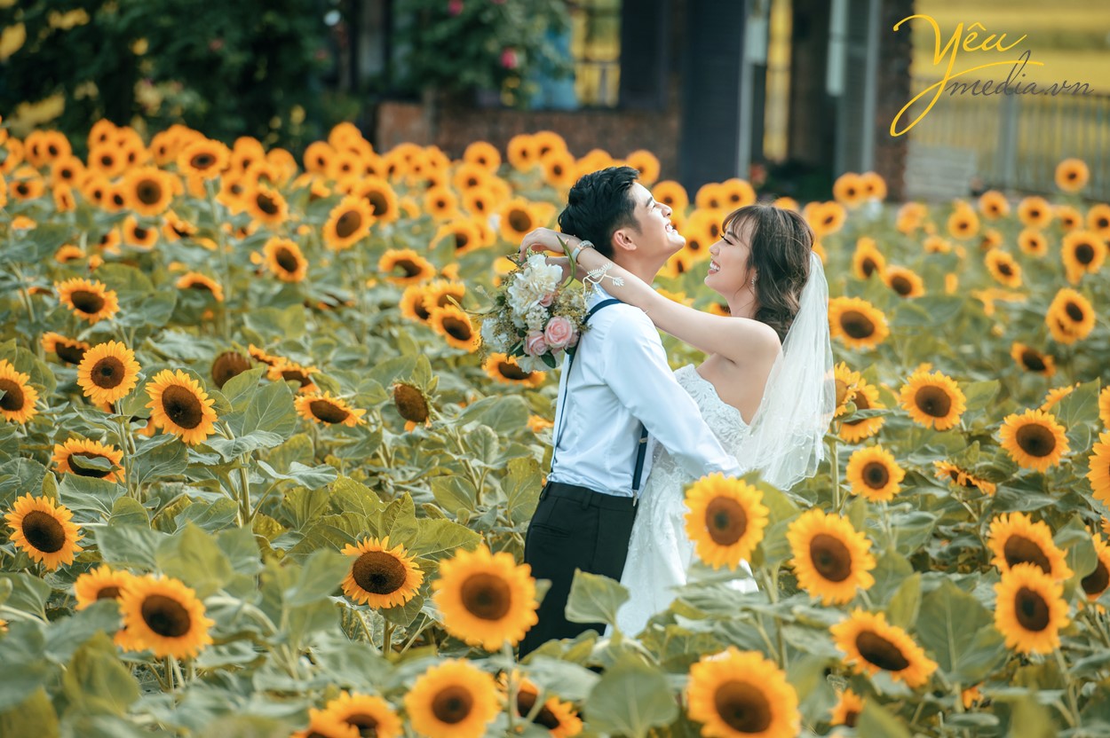 chụp ảnh cưới ở ngoài trời phong cách cánh đồng hoa hướng dương
