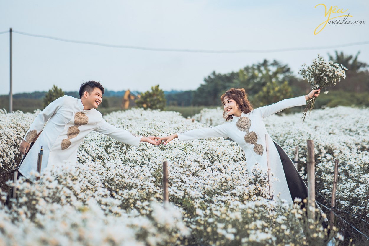 vườn cúc họa mi chụp ảnh cưới áo dài có đẹp không