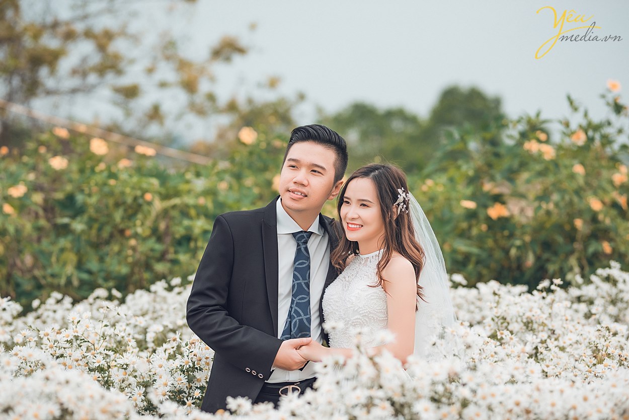 vườn hoa cúc họa mi nào chụp ảnh cưới đẹp nhất hà nội