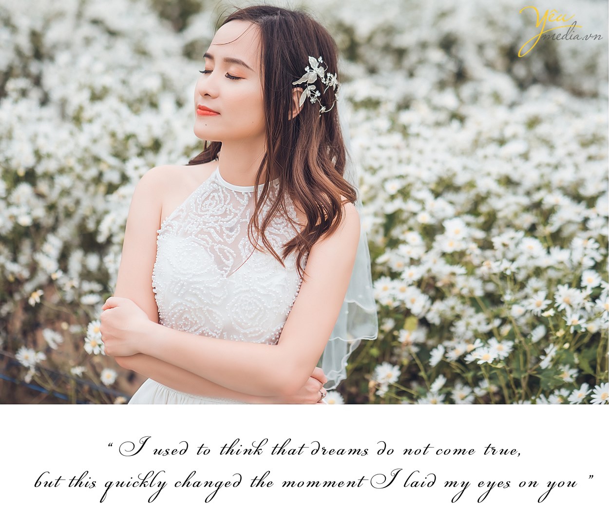 hà nội có những vườn cúc họa mi nào