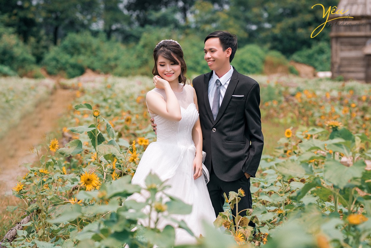 chụp ảnh cưới giữa vườn hoa hướng dương