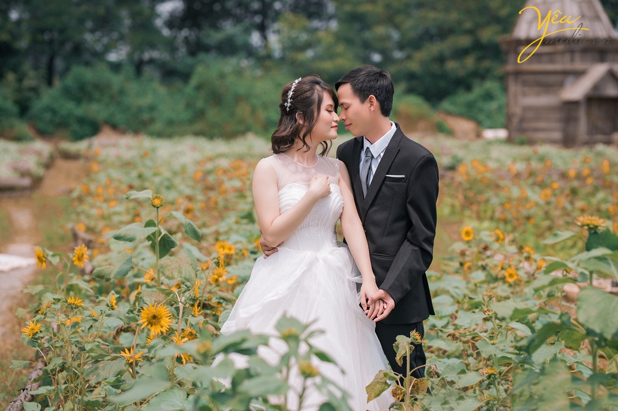 cô dâu chú rể hôn nhau trong cánh đồng hướng dương