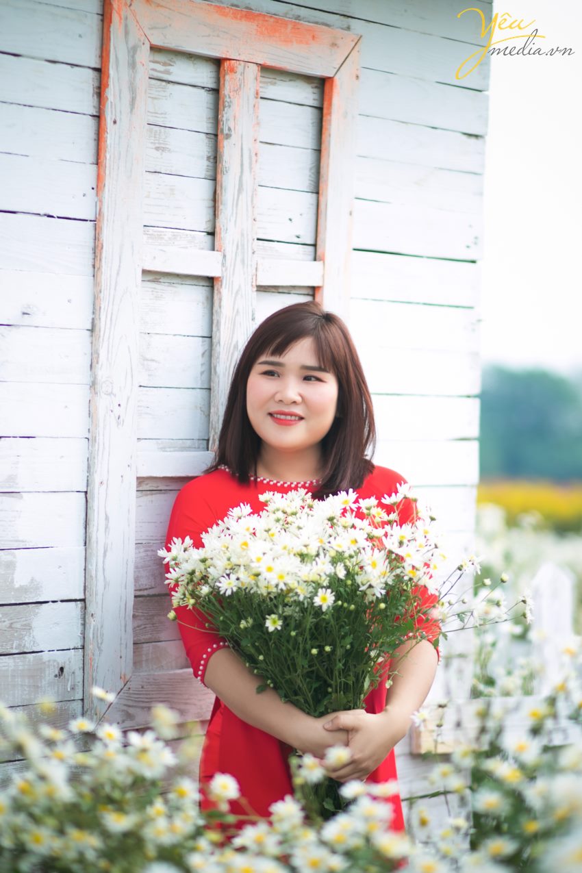 tìm địa chỉ vườn cúc họa mi chụp ảnh đẹp nhất ở hà nội