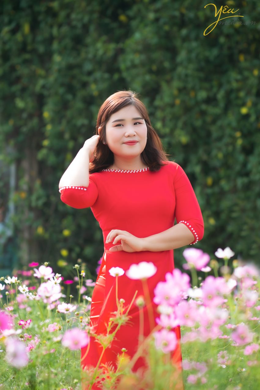 tìm địa chỉ vườn cúc họa mi chụp ảnh đẹp nhất ở hà nội