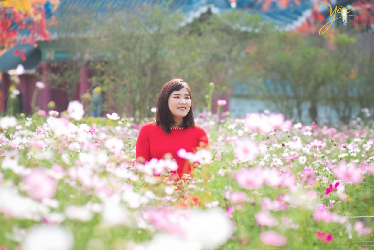 tìm địa chỉ vườn cúc họa mi chụp ảnh đẹp nhất ở hà nội